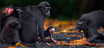Celebes / Black crested macaque (Macaca nigra)  female begging to hold another female's baby, Tangkoko National Park, Sulawesi, Indonesia.