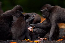 Celebes / Black crested macaque (Macaca nigra)  group including a baby aged less than 1 month resting and grooming, Tangkoko National Park, Sulawesi, Indonesia.