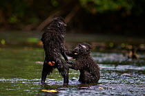 Celebes / Black crested macaque (Macaca nigra) two juveniles playing in the river, Tangkoko National Park, Sulawesi, Indonesia.