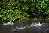 Celebes / Black crested macaques (Macaca nigra)playing in the river, Tangkoko National Park, Sulawesi, Indonesia.