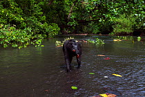 Celebes / Black crested macaque (Macaca nigra)  sub-adult male feeding on a fruit he has found in the river, Tangkoko National Park, Sulawesi, Indonesia.