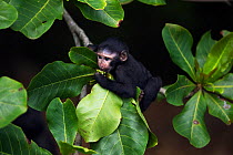 Celebes / Black crested macaque (Macaca nigra) 'Alpha' baby female aged about 1 month attempting to feed on fruits in a tree, Tangkoko National Park, Sulawesi, Indonesia.