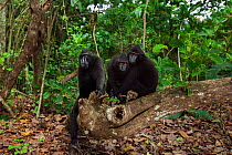 Celebes / Black crested macaques (Macaca nigra)  sitting on a fallen tree, Tangkoko National Park, Sulawesi, Indonesia.