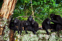 Celebes / Black crested macaque (Macaca nigra) group relaxing and grooming on a fallen tree, Tangkoko National Park, Sulawesi, Indonesia.