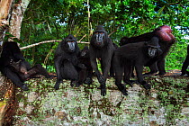 Celebes / Black crested macaque (Macaca nigra) group resting and grooming on a fallen tree, Tangkoko National Park, Sulawesi, Indonesia.