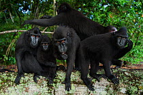 Celebes / Black crested macaque (Macaca nigra) group resting and grooming on a fallen tree, Tangkoko National Park, Sulawesi, Indonesia.