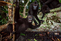 Celebes / Black crested macaque (Macaca nigra) playful group on fallen tree trunk, Tangkoko National Park, Sulawesi, Indonesia.