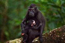 Celebes / Black crested macaque (Macaca nigra)  female sitting in a tree with her playful baby aged less than 1 month, Tangkoko National Park, Sulawesi, Indonesia.