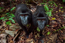 Celebes / Black crested macaque (Macaca nigra)  two juveniles approaching with curiosity, Tangkoko National Park, Sulawesi, Indonesia.
