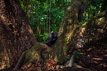 Celebes / Black crested macaque (Macaca nigra) 'Alpha' male sitting in the fork of a tree, Tangkoko National Park, Sulawesi, Indonesia.