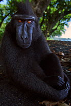 Celebes / Black crested macaque (Macaca nigra)  sub-adult male sitting on the beach, Tangkoko National Park, Sulawesi, Indonesia.