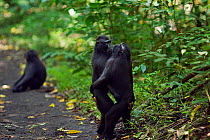 Celebes / Black crested macaque (Macaca nigra)  males from rival groups greeting each other by standing and hugging, Tangkoko National Park, Sulawesi, Indonesia.