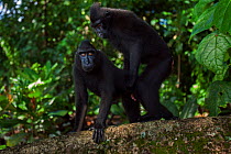 Celebes / Black crested macaque (Macaca nigra)  juveniles dominance mating on a fallen tree, Tangkoko National Park, Sulawesi, Indonesia.