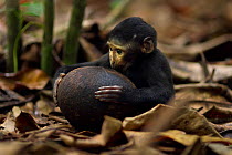 Celebes / Black crested macaque (Macaca nigra) 'Alpha' baby female aged about 1 month playing with a coconut shell, Tangkoko National Park, Sulawesi, Indonesia.