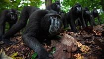 Celebes / Black crested macaque (Macaca nigra)  group approaching with curiosity, Tangkoko National Park, Sulawesi, Indonesia.