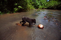 Celebes / Black crested macaque (Macaca nigra)  sub-adult male feeding on a coconut found in the river, Tangkoko National Park, Sulawesi, Indonesia.