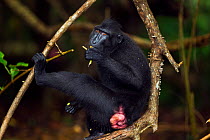 Celebes / Black crested macaque (Macaca nigra)  female feeding in a tree, Tangkoko National Park, Sulawesi, Indonesia.