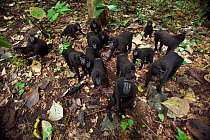 Celebes / Black crested macaque (Macaca nigra)  group approaching with curiosity, overhead view, Tangkoko National Park, Sulawesi, Indonesia.