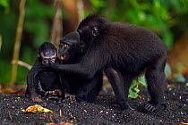 Celebes / Black crested macaque (Macaca nigra) 'Alpha' baby female aged 1-2 months playing with older juveniles, Tangkoko National Park, Sulawesi, Indonesia.