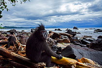 Celebes / Black crested macaque (Macaca nigra)  sub-adult male sitting on a beach, Tangkoko National Park, Sulawesi, Indonesia.