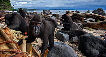 Celebes / Black crested macaque (Macaca nigra) group feeding on a banana tree washed up on the beach, Tangkoko National Park, Sulawesi, Indonesia.