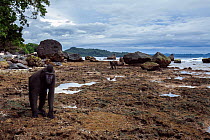 Celebes / Black crested macaque (Macaca nigra)  walking amongst the rock pools at low tide, Tangkoko National Park, Sulawesi, Indonesia.