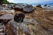 Celebes / Black crested macaque (Macaca nigra)  juveniles play fighting on a rock on beach at low tide, Tangkoko National Park, Sulawesi, Indonesia.