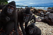 Celebes / Black crested macaque (Macaca nigra)  juveniles watching with curiosity while they feed on a banana tree washed up on the beach, Tangkoko National Park, Sulawesi, Indonesia.