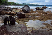 Celebes / Black crested macaque (Macaca nigra)  female grooming a juvenile on a rocky beach at low tide, Tangkoko National Park, Sulawesi, Indonesia.