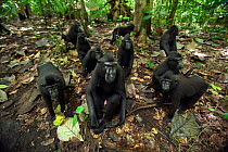 Celebes / Black crested macaque (Macaca nigra)  group sitting on forest floor and looking with curiosity, Tangkoko National Park, Sulawesi, Indonesia.