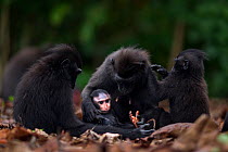 Celebes / Black crested macaque (Macaca nigra)  female, infants and baby grooming, Tangkoko National Park, Sulawesi, Indonesia.