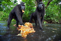 Celebes / Black crested macaque (Macaca nigra)  sub-adult males feeding on Jack fruit in the river, Tangkoko National Park, Sulawesi, Indonesia.