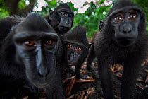 Celebes / Black crested macaque (Macaca nigra) group up close, watching with curiosity, Tangkoko National Park, Sulawesi, Indonesia.