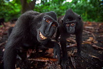 Celebes / Black crested macaque (Macaca nigra) two juveniles approaching with curiosity, one grimacing Tangkoko National Park, Sulawesi, Indonesia.
