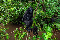 Celebes / Black crested macaques (Macaca nigra) sitting in a tree, wet from playing in the river, Tangkoko National Park, Sulawesi, Indonesia.