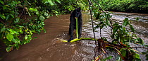 Celebes / Black crested macaque (Macaca nigra)  sub-adult male stripping a cane for food found in the river, Tangkoko National Park, Sulawesi, Indonesia.