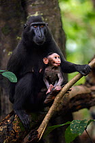 Celebes / Black crested macaque (Macaca nigra)  female sitting with her baby aged less than 1 month in a tree, Tangkoko National Park, Sulawesi, Indonesia.