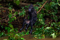 Celebes / Black crested macaque (Macaca nigra)  juvenile sitting in a tree, wet from playing in the river, Tangkoko National Park, Sulawesi, Indonesia.