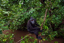 Celebes / Black crested macaque (Macaca nigra)  juvenile sitting on a tree, wet from playing in the river, Tangkoko National Park, Sulawesi, Indonesia.