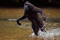 Celebes / Black crested macaque (Macaca nigra)  sub-adult male playing in the river, Tangkoko National Park, Sulawesi, Indonesia.