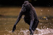 Celebes / Black crested macaque (Macaca nigra)  sub-adult male playing in the river, Tangkoko National Park, Sulawesi, Indonesia.