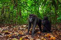 Celebes / Black crested macaque (Macaca nigra)  juvenile grooming a sub-adult male, Tangkoko National Park, Sulawesi, Indonesia.