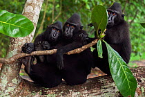 Celebes / Black crested macaque (Macaca nigra)  group sitting on a fallen tree, Tangkoko National Park, Sulawesi, Indonesia.