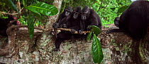 Celebes / Black crested macaque (Macaca nigra)  group sitting on a fallen tree, Tangkoko National Park, Sulawesi, Indonesia.