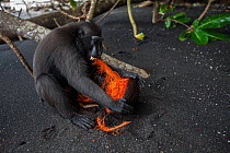 Celebes / Black crested macaque (Macaca nigra)  sub-adult male trying to open a coconut on beach, Tangkoko National Park, Sulawesi, Indonesia.