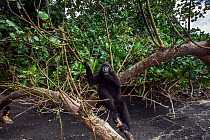 Celebes / Black crested macaque (Macaca nigra)  juvenile watching from a fallen tree, Tangkoko National Park, Sulawesi, Indonesia.