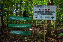Celebes / Black crested macaque (Macaca nigra)  sub-adult male sitting on a National Park sign, Tangkoko National Park, Sulawesi, Indonesia.