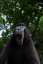 Celebes / Black crested macaque (Macaca nigra)  mature male yawning head and shoulders portrait, Tangkoko National Park, Sulawesi, Indonesia.