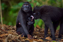 Celebes / Black crested macaque (Macaca nigra)  female curious about another female's baby aged less than 1 month, Tangkoko National Park, Sulawesi, Indonesia.
