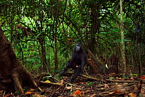 Celebes / Black crested macaque (Macaca nigra)  sub-adult male sitting on a fallen branch within forest, Tangkoko National Park, Sulawesi, Indonesia.